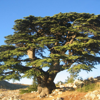 Libanon - Zeder