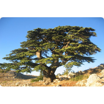 Libanon - Zeder