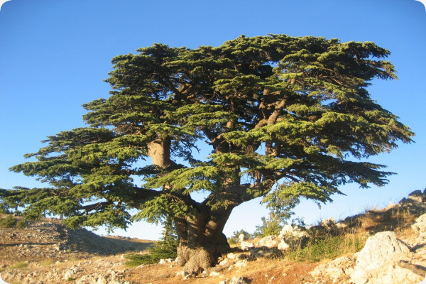 Lebanon - Cedar