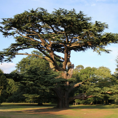 Lebanon - Cedar