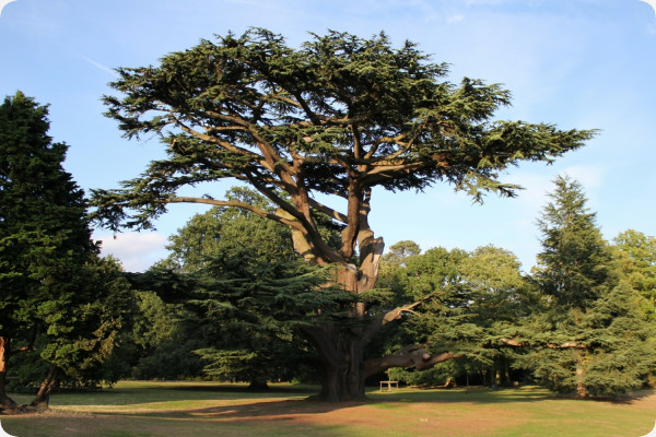 Lebanon - Cedar
