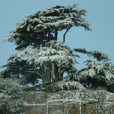 Lebanon - Cedar