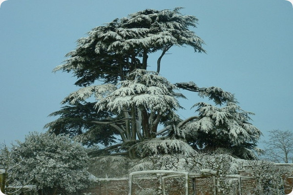 Lebanon - Cedar