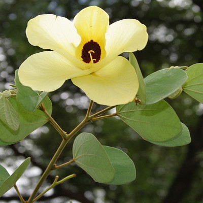 Yellow orchid tree