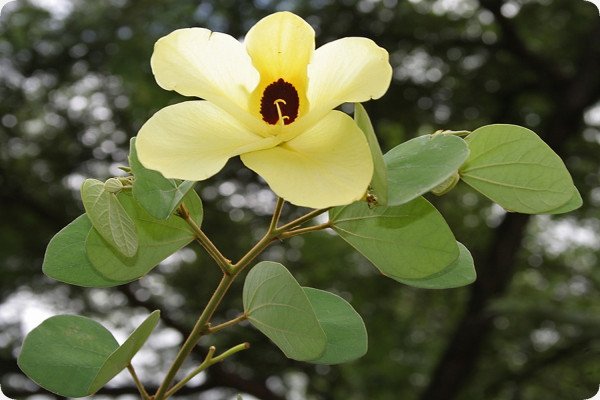 Yellow orchid tree