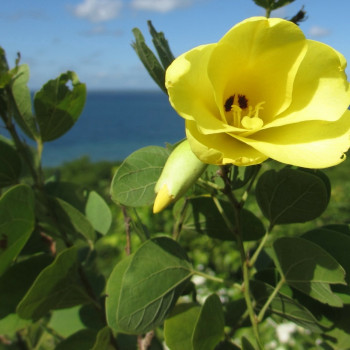 Yellow orchid tree