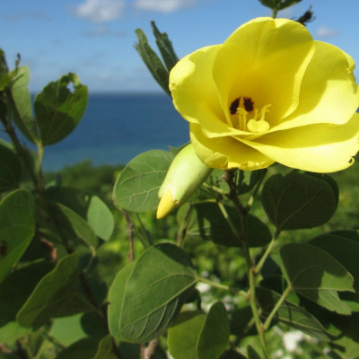 Yellow orchid tree