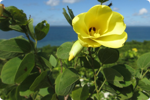 Yellow orchid tree