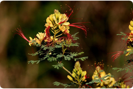 Winterharter Pfauenstrauch