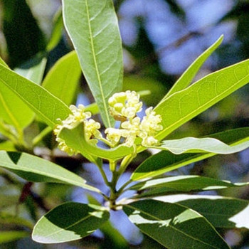 Gewürzlorbeerbaum