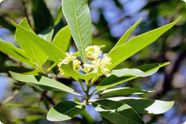 Gewürzlorbeerbaum
