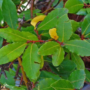 Gewürzlorbeerbaum