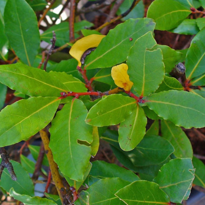 Gewürzlorbeerbaum