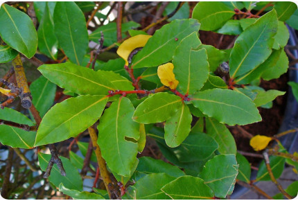 Spice Laurel Tree