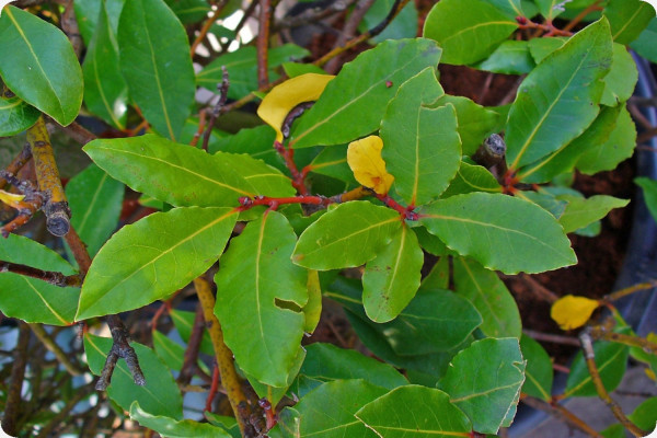 Gewürzlorbeerbaum