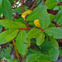 bay tree