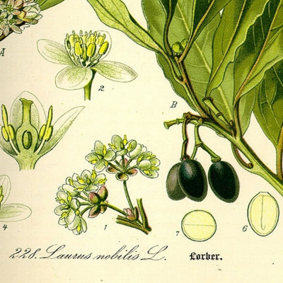 Gewürzlorbeerbaum