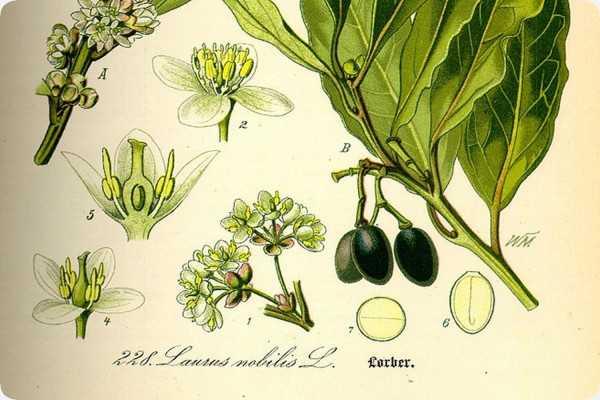 Gewürzlorbeerbaum