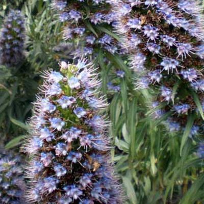 Blauer - Natternkopf
