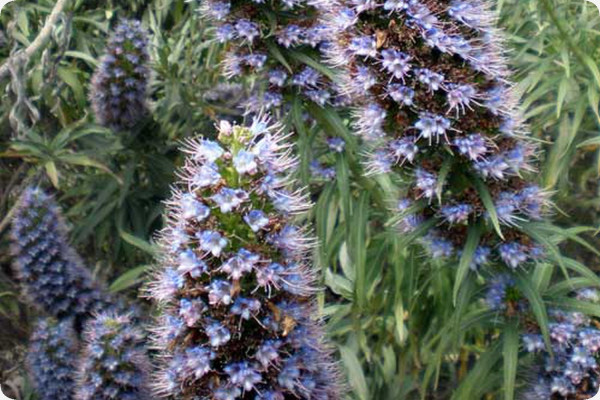 Blauer - Natternkopf