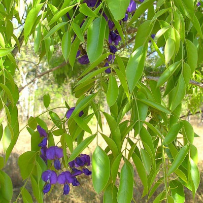 African wisteria