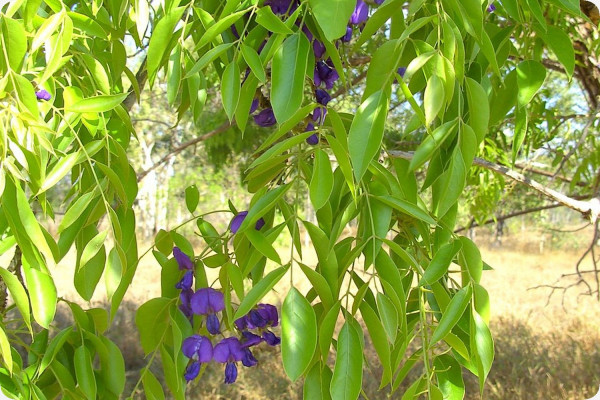 African wisteria