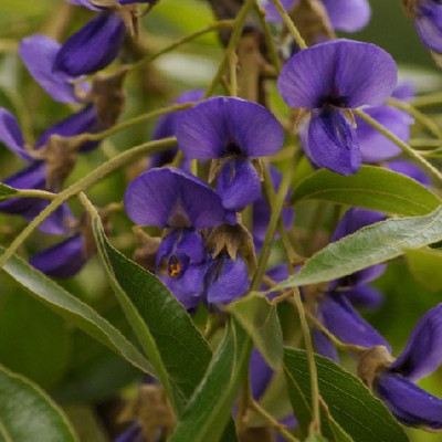 African wisteria