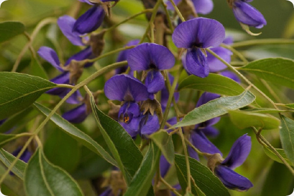 African wisteria
