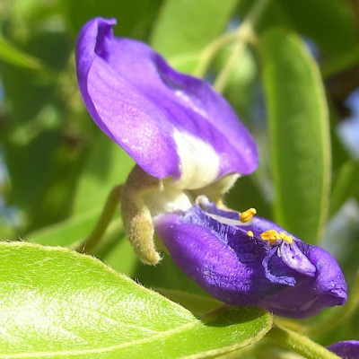 African wisteria