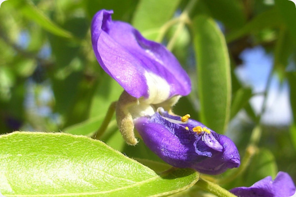 African wisteria