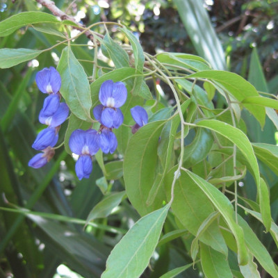 African wisteria