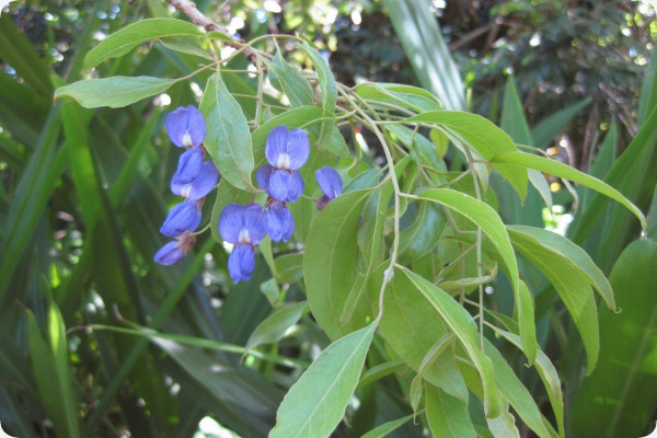 African wisteria