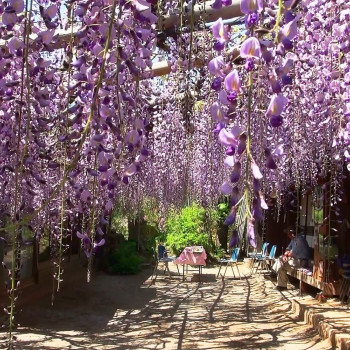 African wisteria