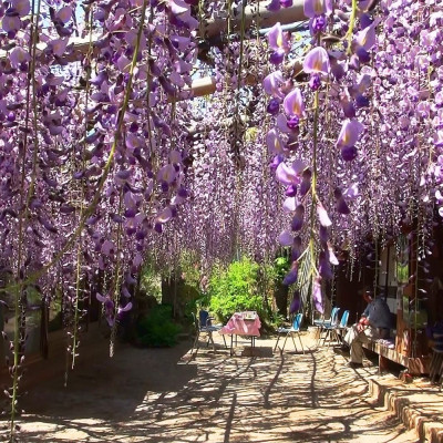 African wisteria
