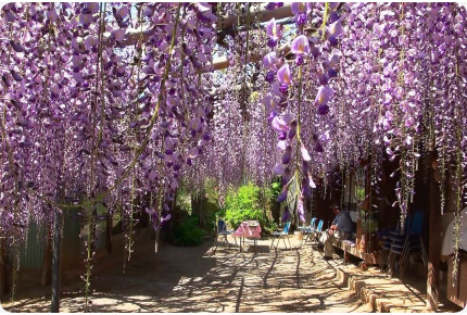 Afrikanischer Blauregen