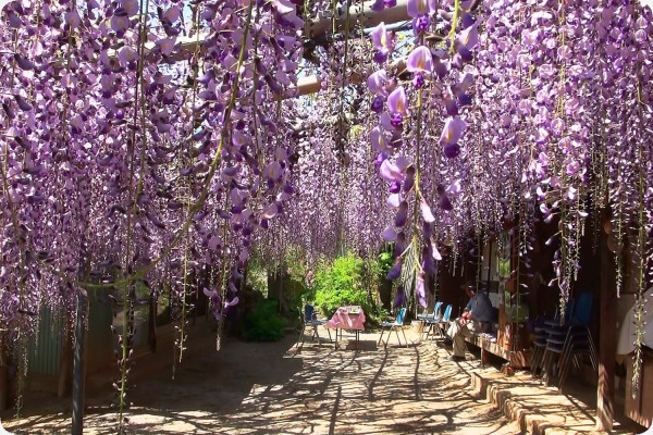 African wisteria