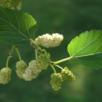 White mulberry tree