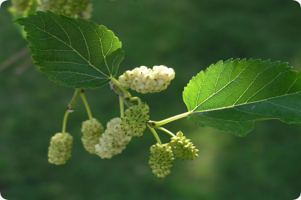 White mulberry tree