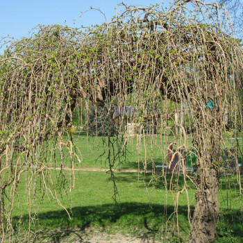 Weißer Maulbeerbaum
