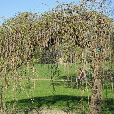 White mulberry tree