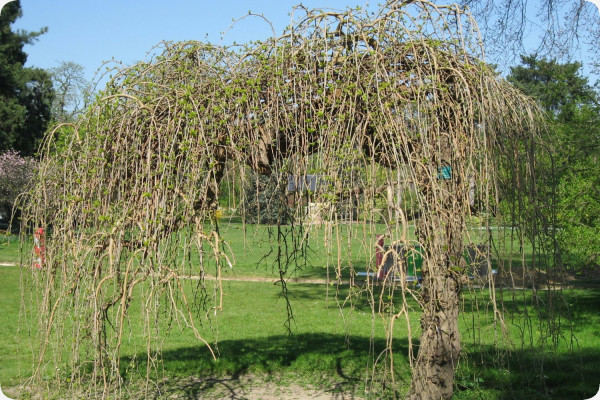 White mulberry tree