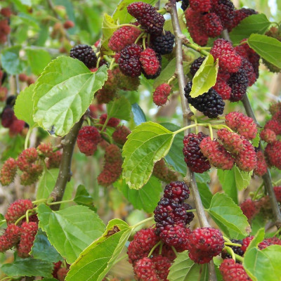 White mulberry tree