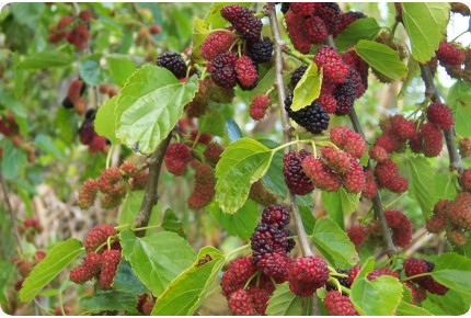 Weißer Maulbeerbaum