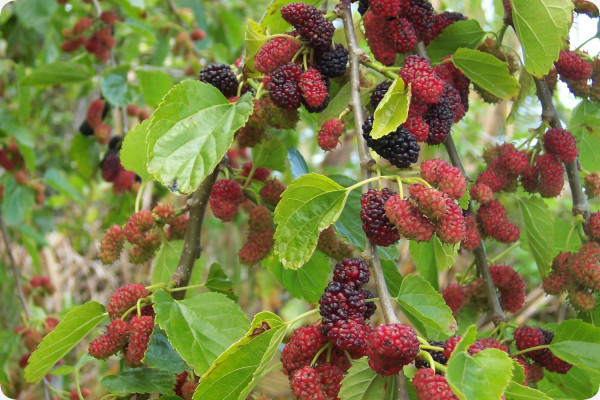 White mulberry tree