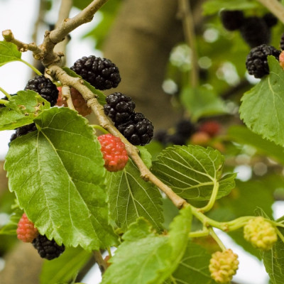 White mulberry tree
