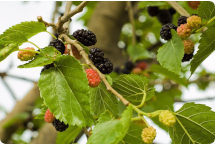 Weißer Maulbeerbaum