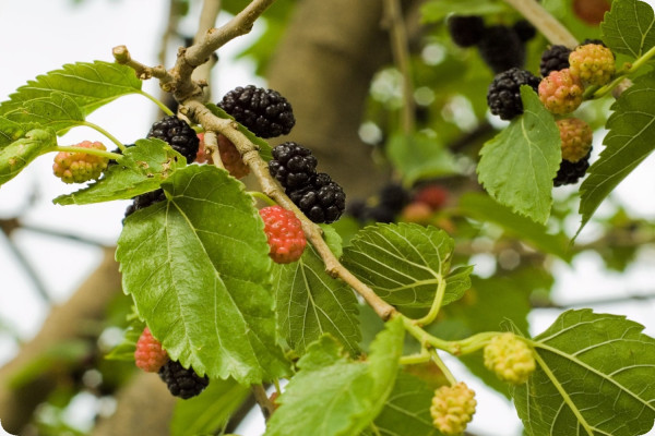 White mulberry tree