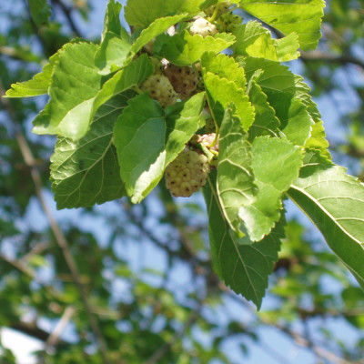 White mulberry tree
