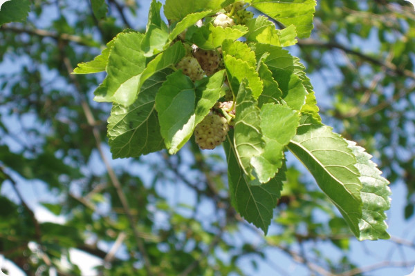 White mulberry tree