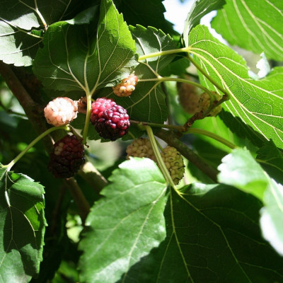 White mulberry tree